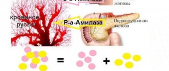 Альфа амилаза повышена в крови. Причины, что это значит, лечение у взрослых, детей