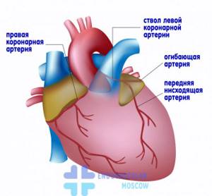 Коронарные сосуды сердца схема