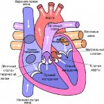 Anatomy of the heart