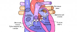 Anatomy of the heart