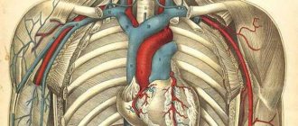 BCA arteries
