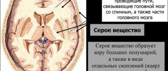 Белое вещество головного мозга