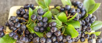 черноплодная рябина