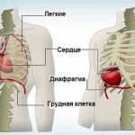 Что такое эктопия сердца