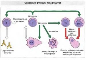 что такое лимфоциты