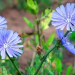 Цикорий растворимый: полезные свойства и противопоказания