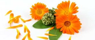 цветки календулы