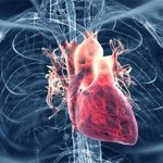 давление артериальное и сердечное