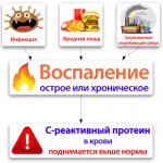 Действие С - реактивного протеина (белка)