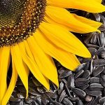 Для большей пользы семечек важно есть их сырыми