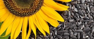 Для большей пользы семечек важно есть их сырыми