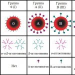 Донор крови. Требования для сдачи, сколько платят, льготы, база доноров, противопоказания