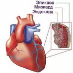 эластические свойства миокарда