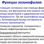 Эозинофилы понижены у женщины, взрослого, ребенка. Что это значит, как повысить
