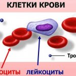 Эритроциты и лейкоциты человека