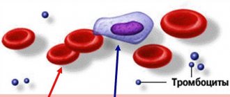 Эритроциты и лейкоциты человека