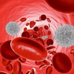 where are leukocytes produced in humans