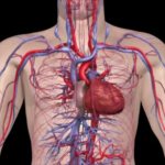 Main arteries in the human body