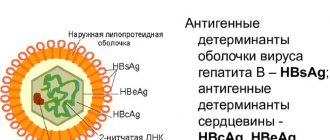 HBsAg blood test. What does this mean: negative, positive, decoding