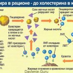 Холестерин в крови