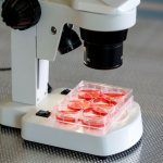 Исследование крови под микроскопом