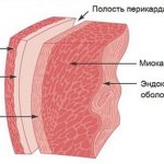 какие оболочки сердца поражаются при кардитах