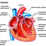 Кальциноз аорты что это такое