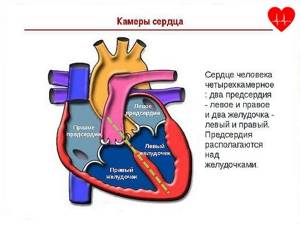 Сколько камер в сердце. Размеры камер сердца. Трёхкамерное сердце у человека. Трехкамерные сердца у человека. Причины расширения камер сердца.