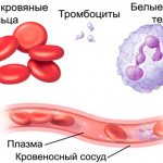 клетки крови: эритроциты, лейкоциты, тромбоциты