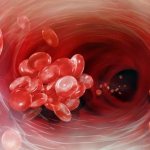 Кровеносные сосуды