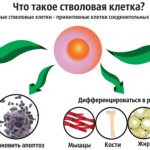 Кроветворение