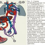 Кровообращение плода