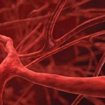 Кровяные сосуды