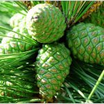 Лечение инсульта сосновыми шишками