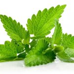 листья мяты