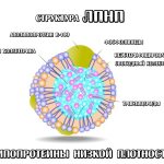 ЛПНП (липопротеины низкой плотности)
