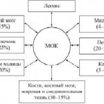 Минутный объем крови