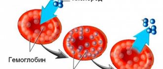 muscle type hemoglobin molecules