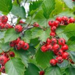 Настойка боярышника. Инструкция по применению, свойства, противопоказания, рецепт, цена