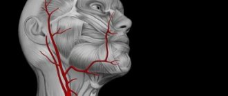 Неполная задняя трифуркация левой внутренней сонной артерии — Про сосуды