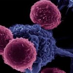 Низкое содержание телец