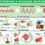 норма белка в крови при беременности
