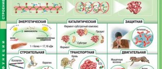 normal blood protein level during pregnancy