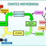 Образование мочевины