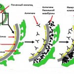 Патогенез синдрома Гудпасчера