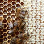 Пчелы в сотах