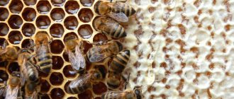 Bees in honeycombs
