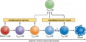 Переход потомков активированных Т-лимфоцитов между популяциями
