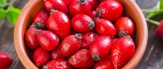 Плоды шиповника обладают множеством лечебных свойств, что делает их одним из самых популярных лекарственных растений