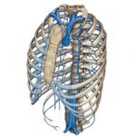 Полые вены человека